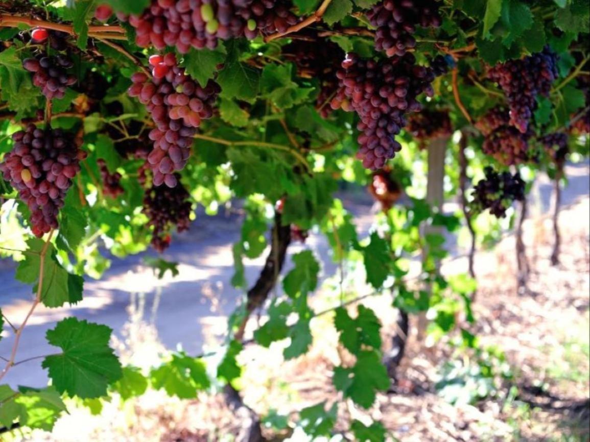 Mymering Wine & Guest Estate Ladismith Eksteriør billede